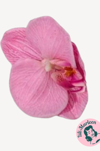 Stor Orkide Hårclips, Lyserød - med Krokodillespænde